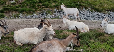 Geiter på Olestaulen melkegeit - Foto: Foto Nora May Engeseth