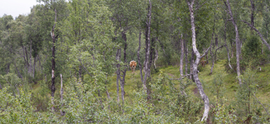 En ku står i bakgrunnen omgitt av busker og grønne trær. Kua ser rett mot kamera. - Foto: Nora May Engeseth/NBS