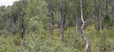 En ku står i bakgrunnen omgitt av busker og grønne trær. Kua ser rett mot kamera. - Foto: Nora May Engeseth/NBS