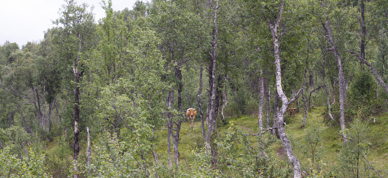 En ku står i bakgrunnen omgitt av busker og grønne trær. Kua ser rett mot kamera. - Foto: Nora May Engeseth/NBS