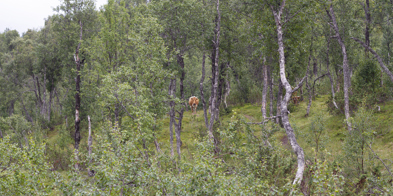 En ku står i bakgrunnen omgitt av busker og grønne trær. Kua ser rett mot kamera. - Foto: Nora May Engeseth/NBS