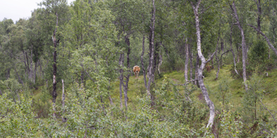 En ku står i bakgrunnen omgitt av busker og grønne trær. Kua ser rett mot kamera. - Foto: Nora May Engeseth/NBS