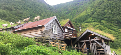 Geiter På Setertaket På Setra I Dalen - Foto: Vilde Haarsaker/NBS