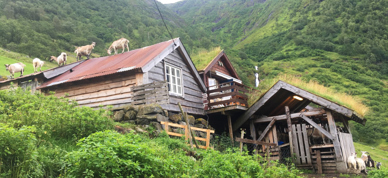 Geiter På Setertaket På Setra I Dalen - Foto: Vilde Haarsaker/NBS