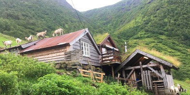 Geiter På Setertaket På Setra I Dalen - Foto: Vilde Haarsaker/NBS