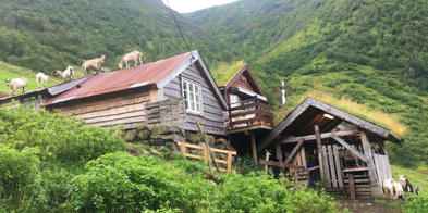 Geiter På Setertaket På Setra I Dalen - Foto: Vilde Haarsaker/NBS