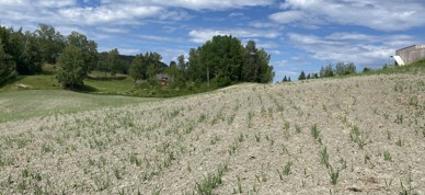 Tørke 2023 - Foto: Vilde Haarsaker/Norsk Bonde- og Småbrukarlag