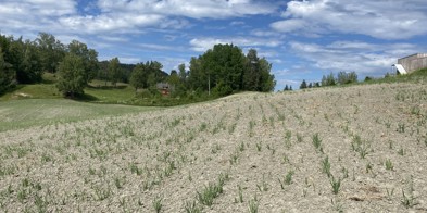 Tørke 2023 - Foto: Vilde Haarsaker/Norsk Bonde- og Småbrukarlag
