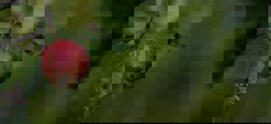 Rødt eple grønn bakgrunn - Foto: Mirko Fabian/Unsplash