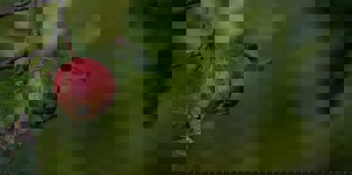 Rødt eple grønn bakgrunn - Foto: Mirko Fabian/Unsplash