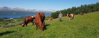 Kjersti Hoff på Tuvjordet Hedmark - Foto: Vilde Haarsaker/NBS