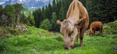 Kyr På Beite, Naustdal