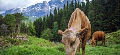 Kyr På Beite, Naustdal