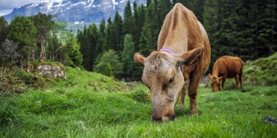 Kyr På Beite, Naustdal