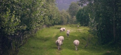Sau, Utmark 3 (Foto Ragnhild Elvestad