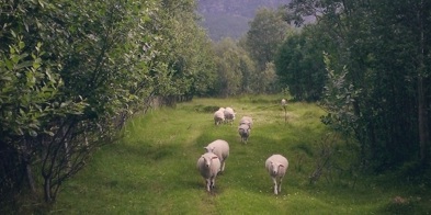 Sau, Utmark 3 (Foto Ragnhild Elvestad