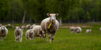Sau På Beite 2 (Foto Are Bergset Elvestad)