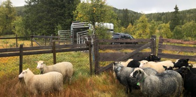 Sau IMG 20210910 145851 - Foto: NBS, Shp