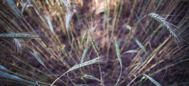 GMO korn genmodifisert - Foto: Markus Spiske/Unsplash