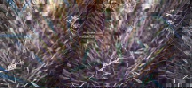 GMO korn genmodifisert - Foto: Markus Spiske/Unsplash