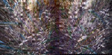 GMO korn genmodifisert - Foto: Markus Spiske/Unsplash