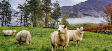 Sau - Foto: Pixabay.com