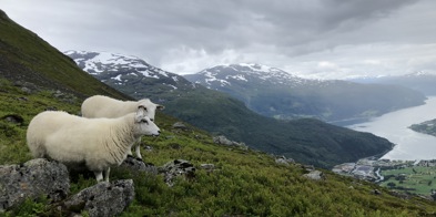 Sau På Utmarksbeite Loen Foto Vilde Haarsaker