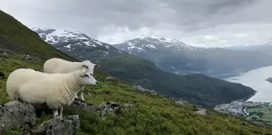 Sau Paa Utmarksbeite Loen Foto Vilde Haarsaker
