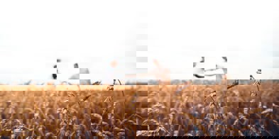 Warren Wong J33qmcvr02a Unsplash