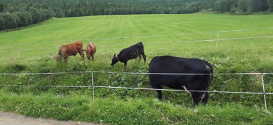 Ku, beite - Foto: Ingjerd Hagen