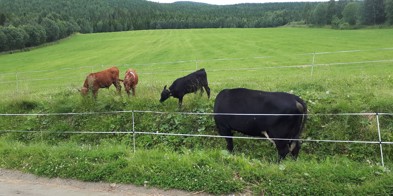 Ku, beite - Foto: Ingjerd Hagen