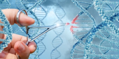 CRISPR Gensaks Genredigering 1