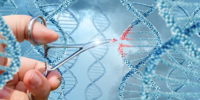 CRISPR Gensaks Genredigering 1