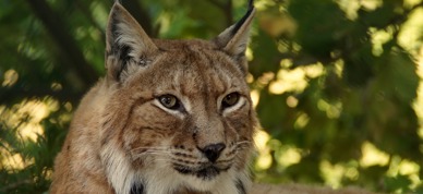 Gaupe - Foto: Ingo, Pixabay