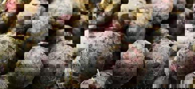 Rødbeter - Foto: Daniel Dan/Pexels