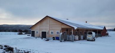 Fjøs i snø Grim Jardar Aasgård kufjøs tallgrunnlag gårdsbruk