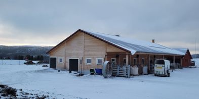 Fjøs i snø Grim Jardar Aasgård kufjøs tallgrunnlag gårdsbruk