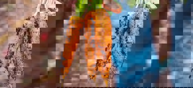 Gulrøtter fra jorda - Foto: Markus Spiske/Unsplash