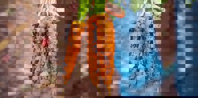 Gulrøtter fra jorda - Foto: Markus Spiske/Unsplash