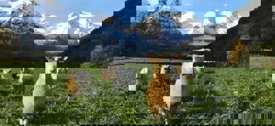 Sau på beite - Foto: Eli Folven