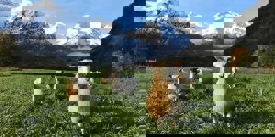 Sau på beite - Foto: Eli Folven