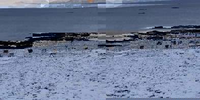 Rein på innmark.  Foto Håkon Ryvoll - Foto: Håkon Ryvoll