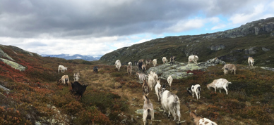 Geiter på utmarksbeite - Foto: Vilde Haarsaker/NBS