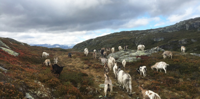Geiter på utmarksbeite - Foto: Vilde Haarsaker/NBS