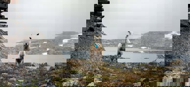 Sau På Utmarksbeite Foto Kaia Alekse Emberland 4