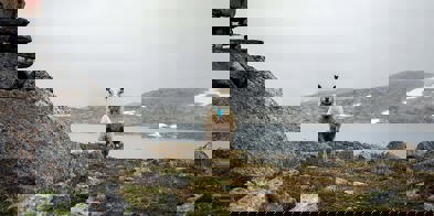 Sau På Utmarksbeite Foto Kaia Alekse Emberland 4