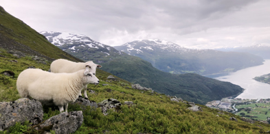 Sau På Utmarksbeite Loen Foto Vilde Haarsaker Kopi