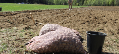 Settepoteter på jordet sette potet - Foto: Nora May Engeseth/NBS