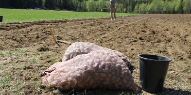Settepoteter på jordet sette potet - Foto: Nora May Engeseth/NBS