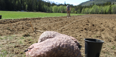 Settepoteter på jordet sette potet - Foto: Nora May Engeseth/NBS